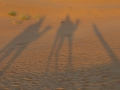 Camel riding in Thar Desert.