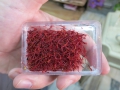 This is the most saffron I've ever seen in one spot. I asked to hold it because I didn't believe this much saffron was possible.
