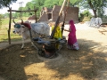 Making sesame seed oil the old fashioned way - squeezing it out using an ox.