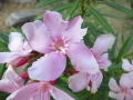 Pretty flower in Rajasthan.