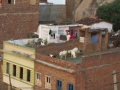 Goats on top of the house in Udaipur. Makes sense, I think.