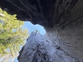 Looking up a burned out Redwood