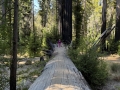Redwoods in Big Basin State Park