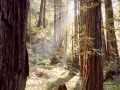 Muir Woods National Monument