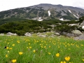 Beautiful mountain flowers near Bansko.