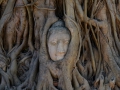 Trees growing around a buddha in Ayutthaya.