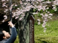 Pretty much everyone takes photos of cherry blossoms like this.