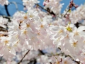 Cherry blossoms!
