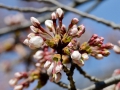 Cherry blossoms!
