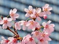 Cherry blossoms!