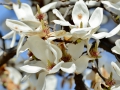 Magnolia's are blooming too!