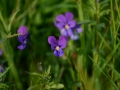 It was spring in Transylvania so there were a lot of beautiful flowers.