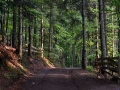Mountain road in the Apuseni Mountains.