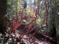 Rhododendrons on the trail.