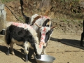 We were trekking on Diwali, it was need to see the cows decorated.
