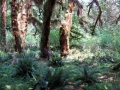 05_rainforest22