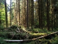 05_rainforest4
