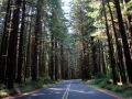 06_rainforest2